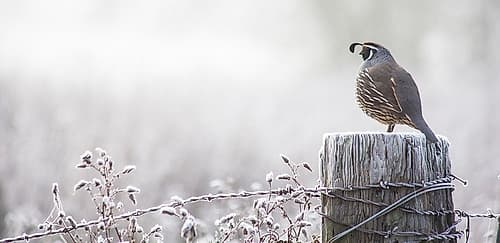 Oregon-Eugene-mornings frost fence post and California Quail Photography Print